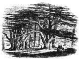 Cedar of Lebanon (Dedus Libani)